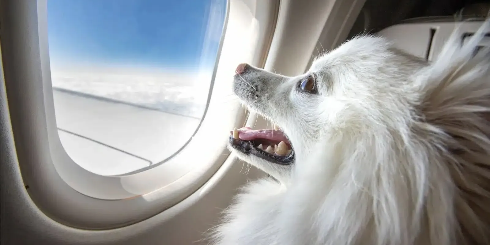 Animali in cabina: cosa verificare prima di prenotare
