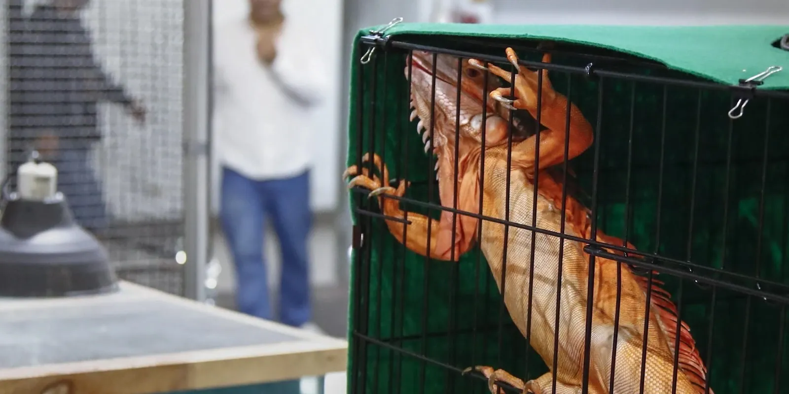 Animali non convenzionali in volo: cosa sapere