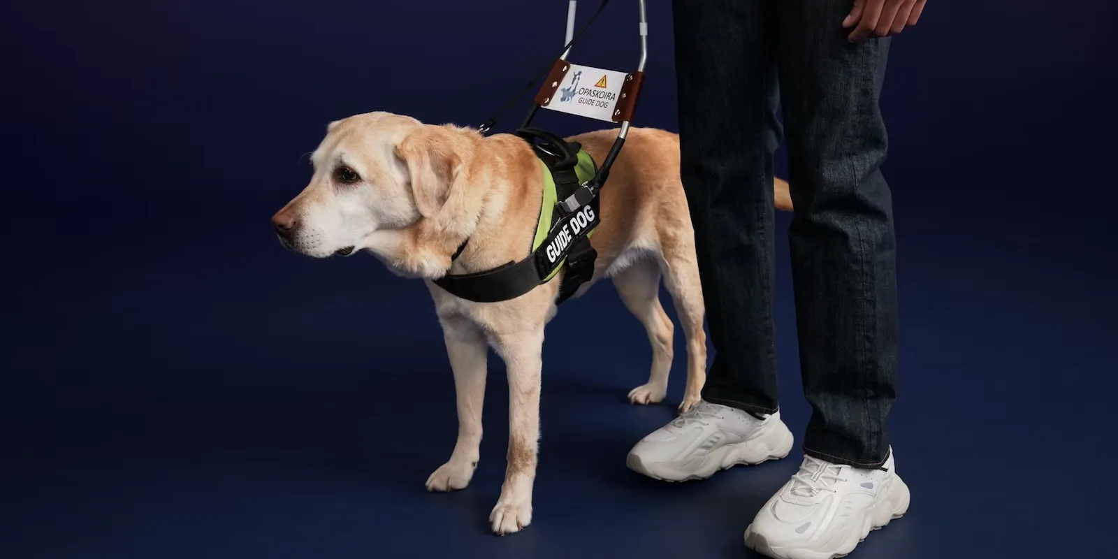 Cani guida in aereo: i diritti e le procedure speciali