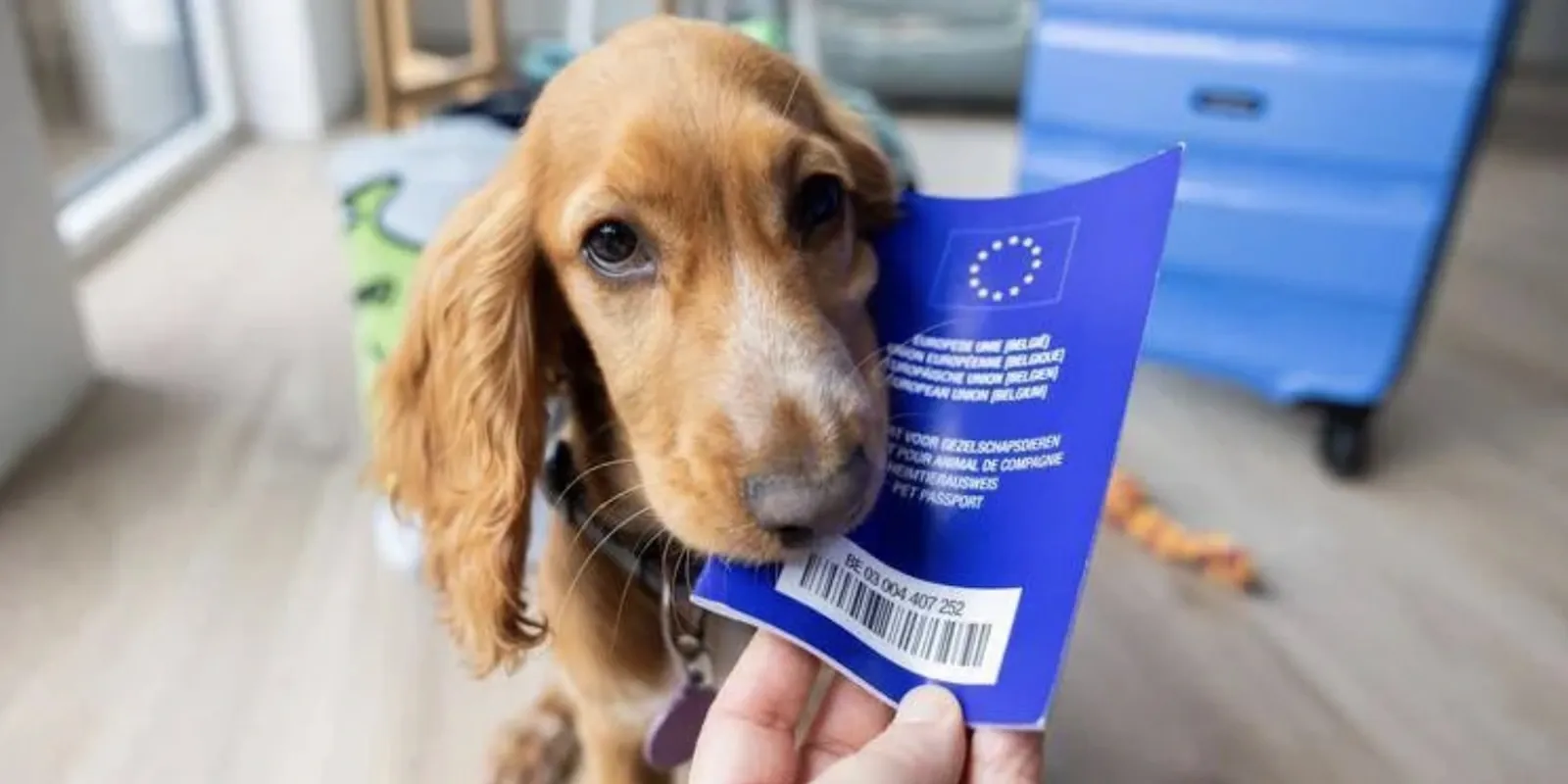 Documents sanitaires pour animaux: ce qu'il faut pour l'étranger