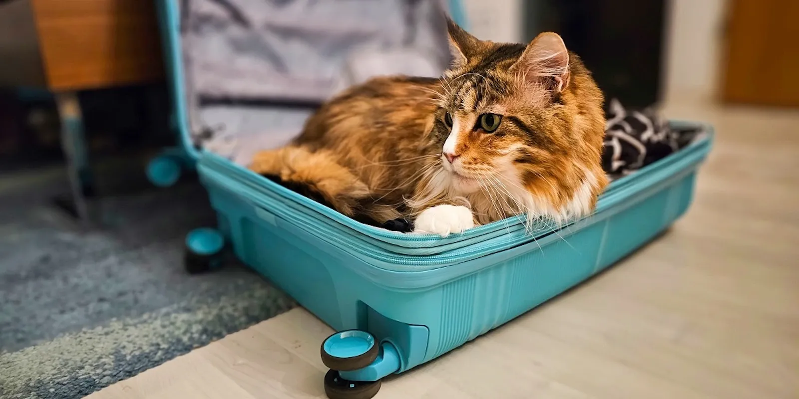 Gatto in aereo: la logistica del giorno della partenza