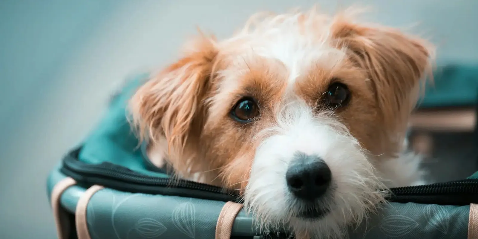 Come preparare l'animale al primo viaggio in aereo
