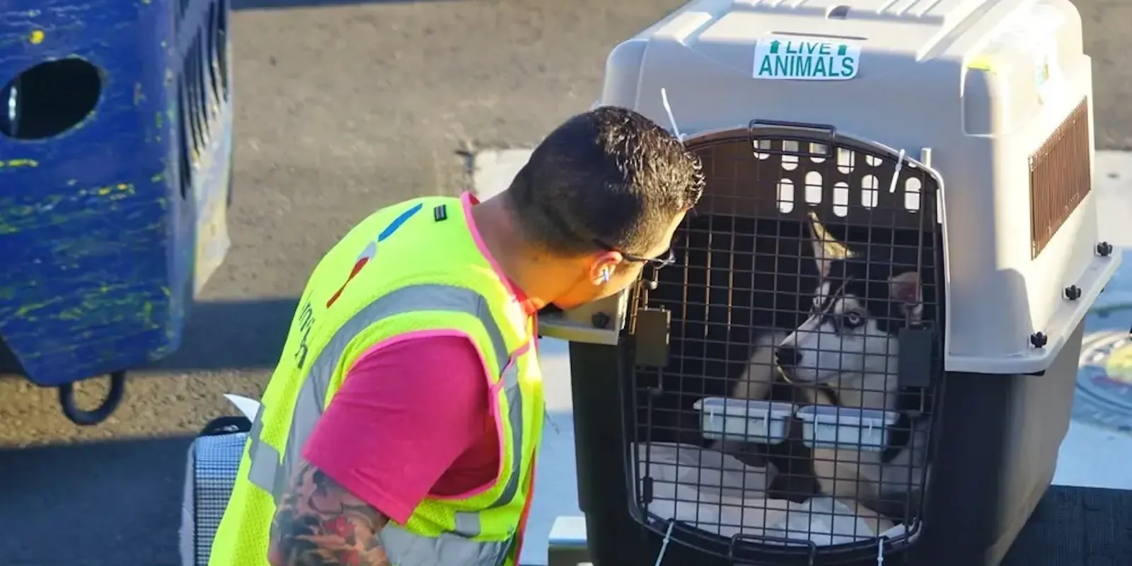 Transportadora para animais: o que verificar antes do voo