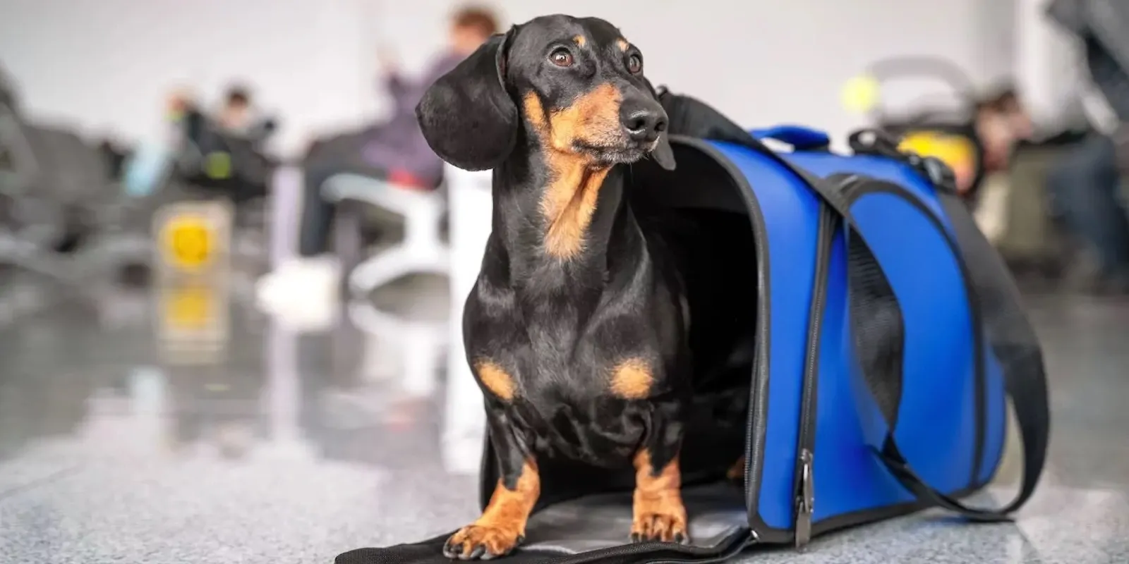 Viaggiare in aereo con un animale: cosa sapere prima di iniziare