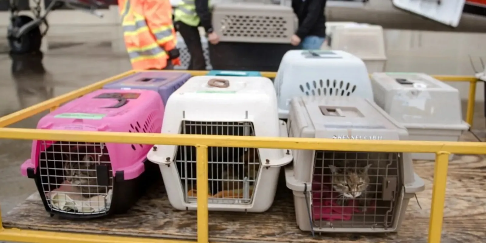 Animali in stiva: come garantire un viaggio sicuro