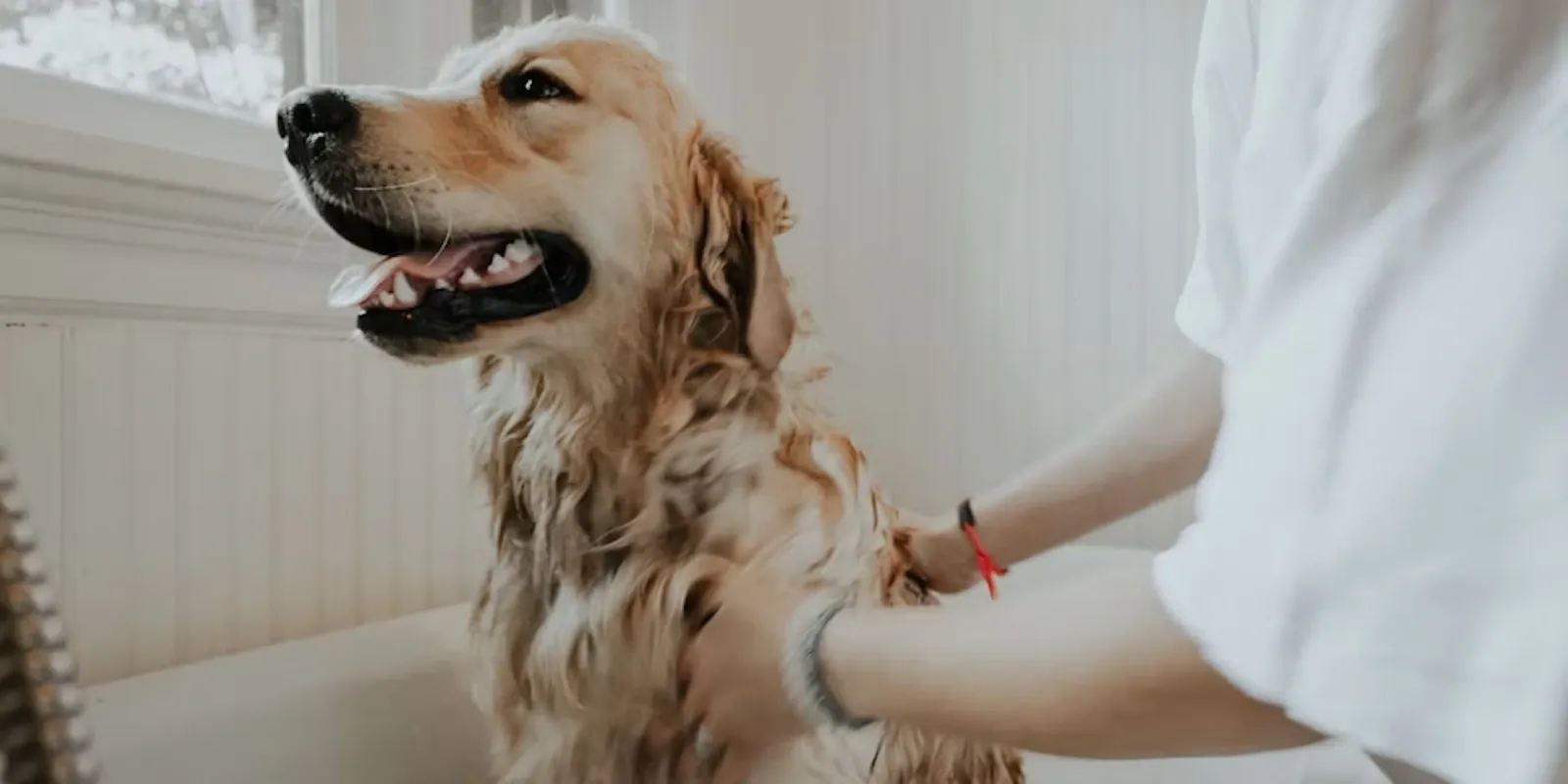 Viaggiare in aereo con il cane: guida pratica