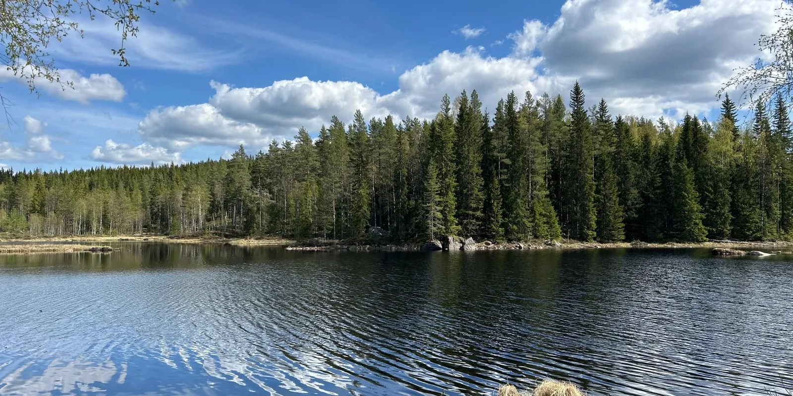 Torsby: la foresta dei finlandesi in terra svedese