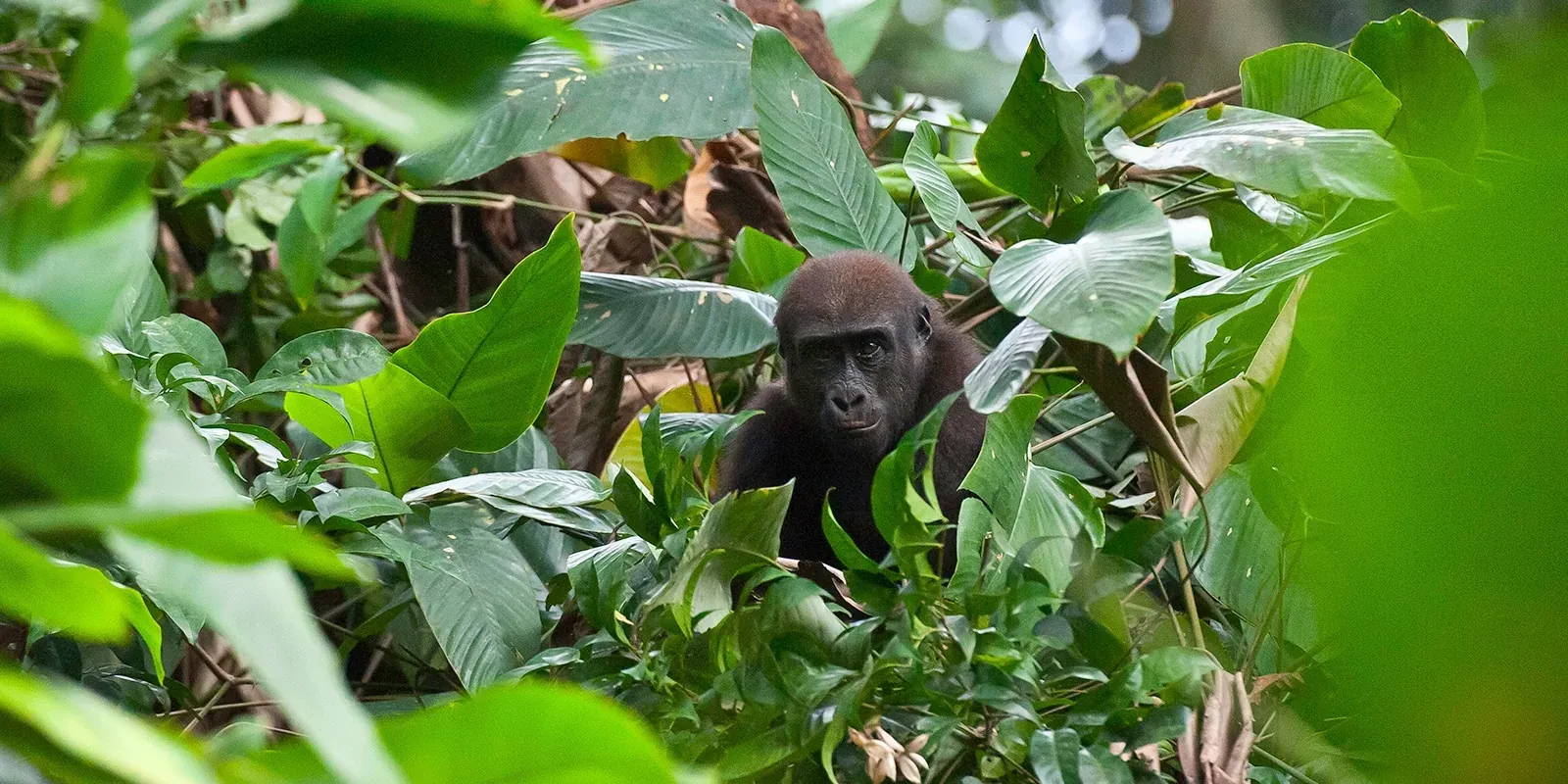 Repubblica del Congo