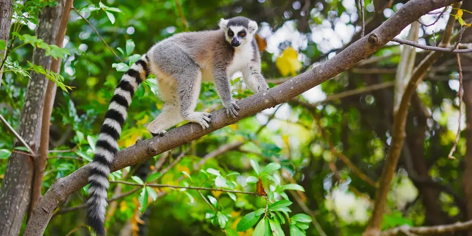 Madagascar