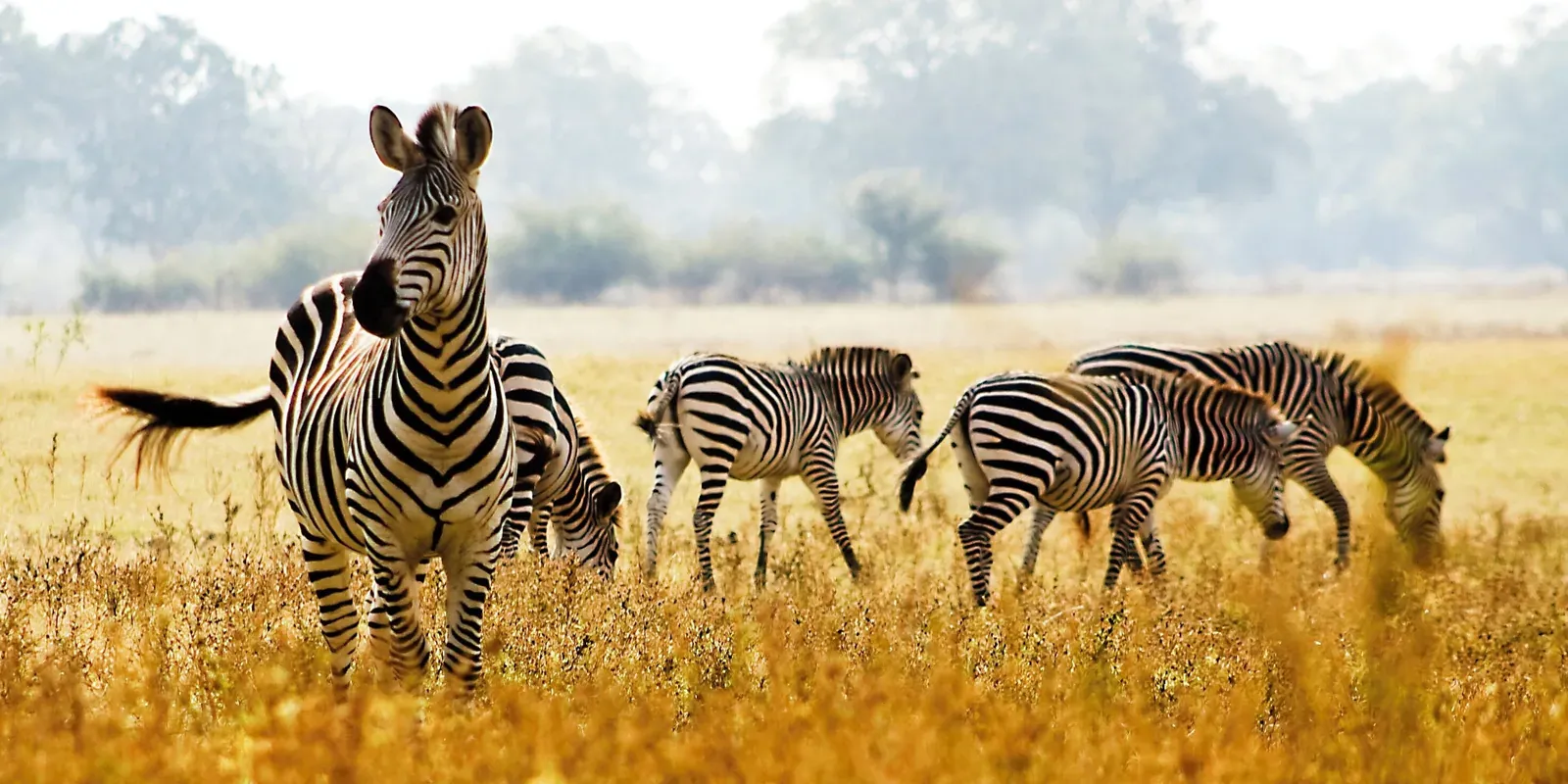 Zambia